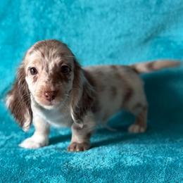 Trey - Dapple male Dachshund puppy in Lincoln, Arkansas from Red Dirt Dachshunds