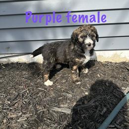 Purple - female Bernedoodle puppy in Delton, Michigan from Rocky Top Acres