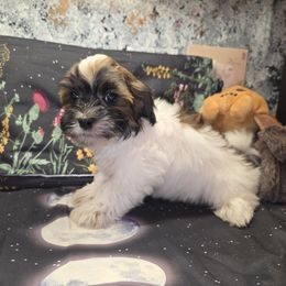 Stripe - White male Havanese puppy in Deer Park, Washington from Mt. Top Havanese