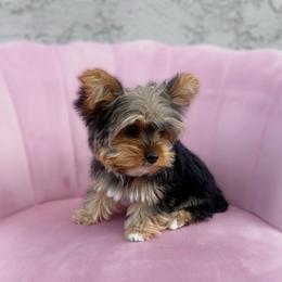 Peanut - Black and tan female Yorkshire Terrier puppy in Surprise, Arizona from Enchanted Yorkies