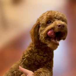 Dart - Maltipoo