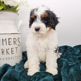 Muffin - Tri-color female Bernedoodle puppy in Granton, Wisconsin from Rose River Farms
