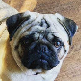 Cosmo - Pug