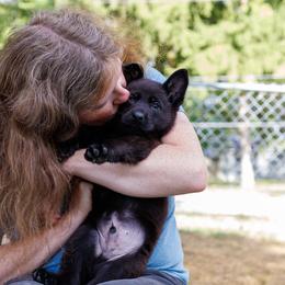 German Shepherd Puppies from Zwinger Vom Rabenauge
