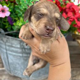 Boy three - Chocolate and cream male Dachshund puppy in Payette, Idaho from NT Mini Doxies
