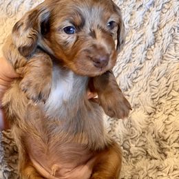 Dachshund Puppies from JK Kennel