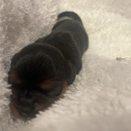 Geno - Black and tan male Cavalier King Charles Spaniel puppy in London, Arkansas from Frosty’s Cavaliers