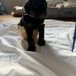 Cavapoo Puppies from House of Cavapoos