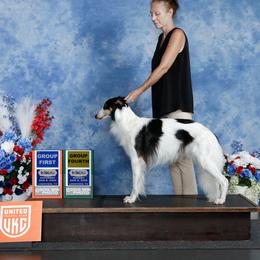 Will - Silken Windhound
