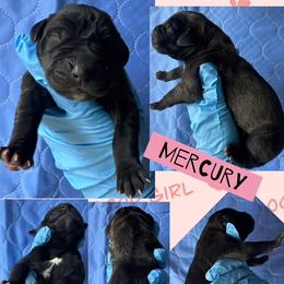 Girl 1 - female Great Dane puppy in Wellsville, New York from Prophecy Danes