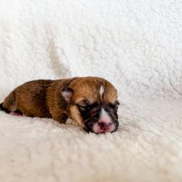 Opal - Sable female Pembroke Welsh Corgi puppy in Phelan, California from Desert Sunset Pembroke Welsh Corgis