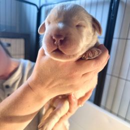 Blue Boy - Yellow male Labrador Retriever puppy in Rock Hill, South Carolina from North Star Retrievers