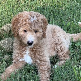 Green - Apricot female Goldendoodle puppy in Nashville, Tennessee from Tumbling Creek GoldenDoodles