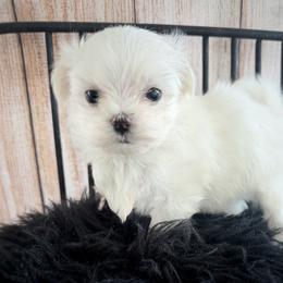 Teacup BLIZZARD KOREAN DOLL FACE - White male Maltese puppy in Orlando, Florida from Denise’s Puppies
