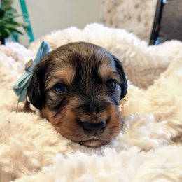 Ashley - Dachshund puppy from Weiners on a Hill