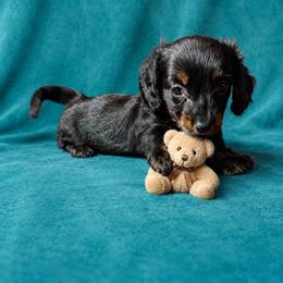 Twix - Black and tan male Dachshund puppy in Richmond, Virginia from Paw Prints