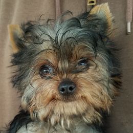 Roxi - Yorkshire Terrier