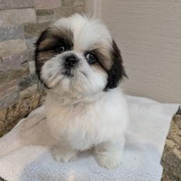 Axel - Gold and white male Shih Tzu puppy in Clyde, North Carolina from Shawgo Pups