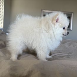 Suki Jr - Cream female Pomeranian puppy in Las Vegas, Nevada from Pomeranian Puppies