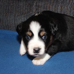 Kanan - Black tri male Miniature American Shepherd puppy in Hillsdale, Michigan from Faithwalk Aussies and Mini American Shepherds