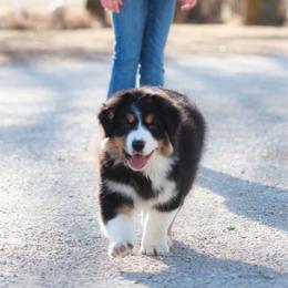 Macie - Black tri-color female Australian Shepherd puppy in Bagley, Iowa from Diamond M Aussies