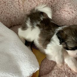Shihpoos and Shih Tzus from Bluegrass Shih Tzus