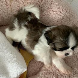 Shihpoos and Shih Tzus from Bluegrass Shih Tzus