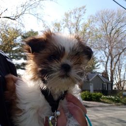 Shih Tzus from Lulu's Puppies
