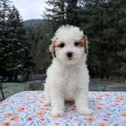 Marshmallow - Parti male Goldendoodle puppy in Roseburg, Oregon from Dbos Furry Friends