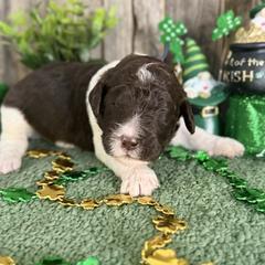 Thyme-nlue collar - Brown and white male Saint Berdoodle puppy in Paw Paw, Michigan from ProAct Canines