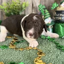 Thyme-nlue collar - Brown and white male Saint Berdoodle puppy in Paw Paw, Michigan from ProAct Canines