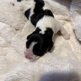 Heart - Black and white English Springer Spaniel puppy in Westfield, Wisconsin from Heeling Springs at Sandy Ridge
