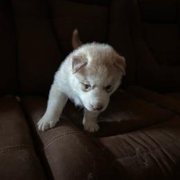 Boy 4 - Copper - Sable and white male Siberian Husky puppy in Independence, Wisconsin from Hito's Huskies
