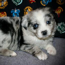 Mario - Blue merle male Australian Shepherd puppy in El Dorado Springs, Missouri from HP Aussie Kennels