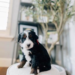 Flo - Tri-color female Bernedoodle puppy in Murray, Utah from Sun Valley Doodles