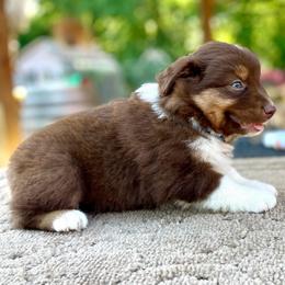 Blue - Red tri male Miniature Australian Shepherd puppy in Silver Creek, Mississippi from E4 Farm Mini Aussie’s