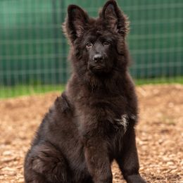 German Shepherd Puppies from Crescent Lake Shepherds
