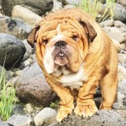 Bulldogs from Elise Wagner's Bulldogs
