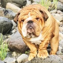Bulldogs from Elise Wagner's Bulldogs