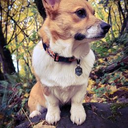 Benson - Pembroke Welsh Corgi