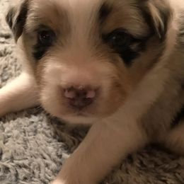 Australian Shepherds from Beau and Bridget Pups