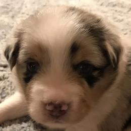 Australian Shepherds from Beau and Bridget Pups