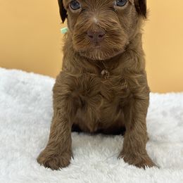 Light Green - Red male Australian Labradoodle puppy in Sacramento, California from Adorable Labradoodle