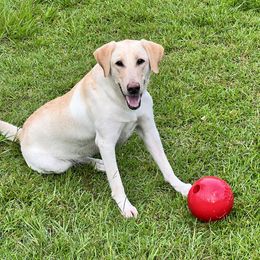 Golden Retrievers, Labrador Retrievers, and Spinoni Italiani from Belle Shain Kennels