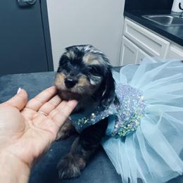 Ariel 3209 - Dapple female Dachshund puppy in Magnolia, Texas from Carrie’s Countryside Dachshunds