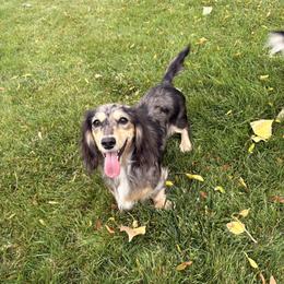 Dixie - Dachshund