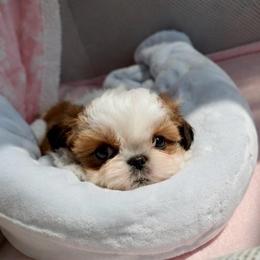Grayson - Red and white male Shih Tzu puppy in Frederick, Maryland from Shih Tzu Puppy in Maryland
