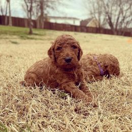 Goldendoodle Puppies from Janna Butler's Goldendoodles