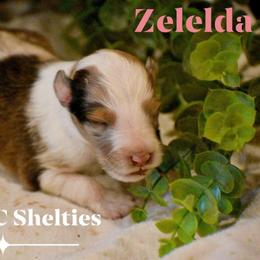 Zelelda aka Zee (Pending waiting list) - Sable merle and white female Shetland Sheepdog puppy in Gladbrook, Iowa from T Triple C Shelties