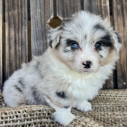 Julip - Blue merle and white female American Corgi puppy in Los Lunas, New Mexico from Blue Diamond Welsh corgis
